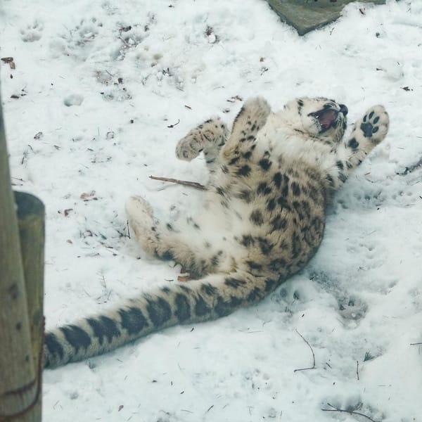 A snow leopard falling backwards.