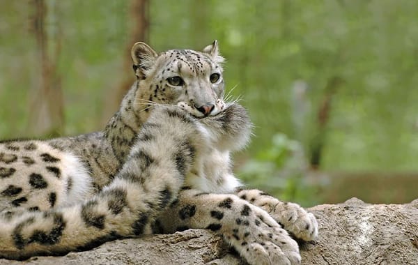 A snow leopard resting on a rock, gently biting its own fluffy tail.